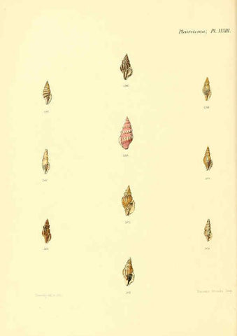Reproducción/Reproduction 6030099930: Conchologia iconica, or, Illustrations of the shells of molluscous animals. v.1 London :Reeve, Brothers,1843-1878