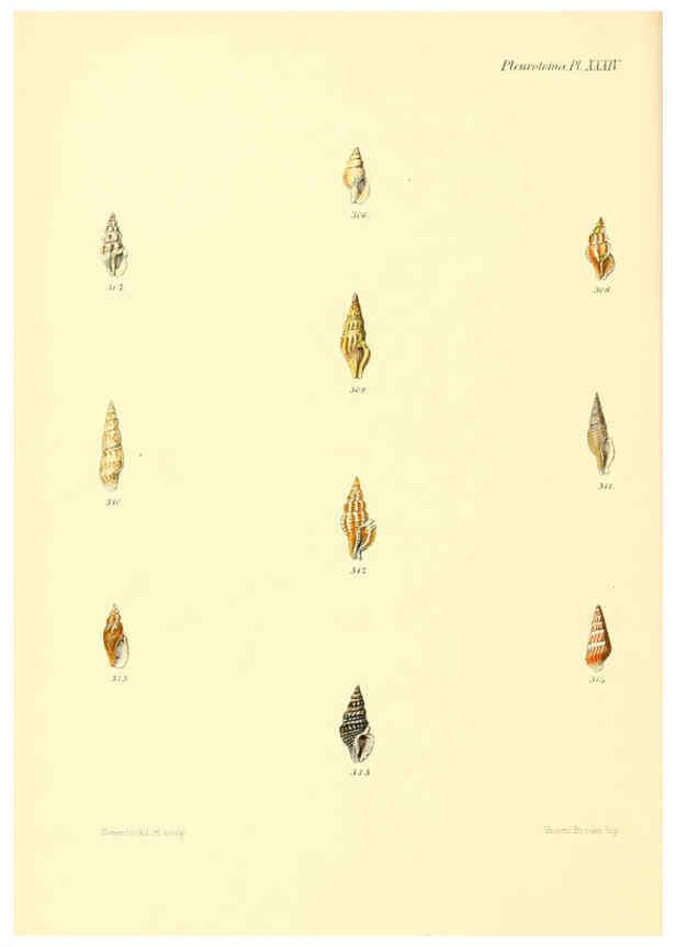 Reproducción/Reproduction 6030100298: Conchologia iconica, or, Illustrations of the shells of molluscous animals. v.1 London :Reeve, Brothers,1843-1878