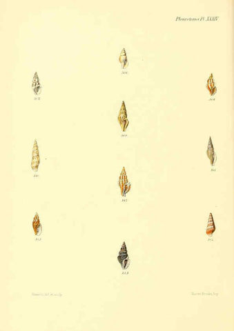 Reproducción/Reproduction 6030100298: Conchologia iconica, or, Illustrations of the shells of molluscous animals. v.1 London :Reeve, Brothers,1843-1878