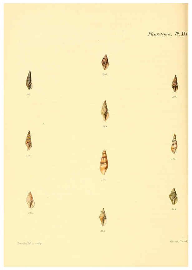 Reproducción/Reproduction 6030100646: Conchologia iconica, or, Illustrations of the shells of molluscous animals. v.1 London :Reeve, Brothers,1843-1878