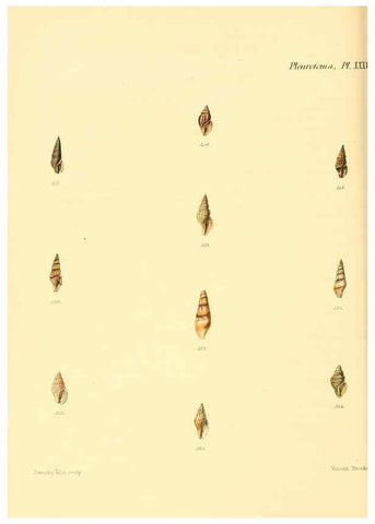 Reproducción/Reproduction 6030100646: Conchologia iconica, or, Illustrations of the shells of molluscous animals. v.1 London :Reeve, Brothers,1843-1878