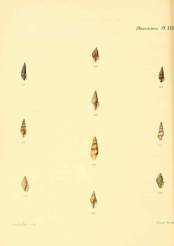 Reproducción/Reproduction 6030100646: Conchologia iconica, or, Illustrations of the shells of molluscous animals. v.1 London :Reeve, Brothers,1843-1878