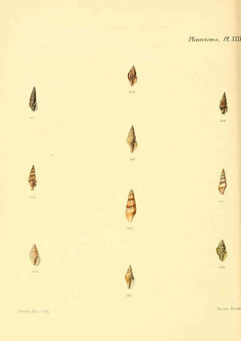 Reproducción/Reproduction 6030100646: Conchologia iconica, or, Illustrations of the shells of molluscous animals. v.1 London :Reeve, Brothers,1843-1878