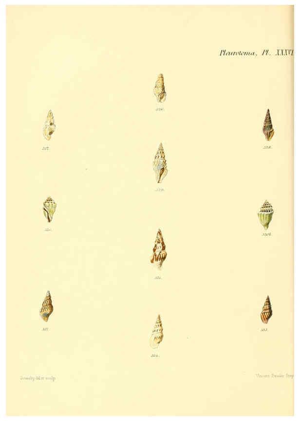 Reproducción/Reproduction 6029547071: Conchologia iconica, or, Illustrations of the shells of molluscous animals. v.1 London :Reeve, Brothers,1843-1878
