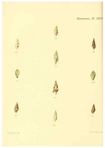Reproducción/Reproduction 6029547071: Conchologia iconica, or, Illustrations of the shells of molluscous animals. v.1 London :Reeve, Brothers,1843-1878