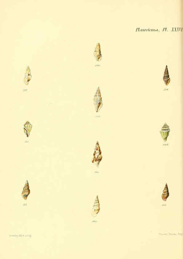 Reproducción/Reproduction 6029547071: Conchologia iconica, or, Illustrations of the shells of molluscous animals. v.1 London :Reeve, Brothers,1843-1878