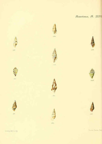 Reproducción/Reproduction 6029547071: Conchologia iconica, or, Illustrations of the shells of molluscous animals. v.1 London :Reeve, Brothers,1843-1878