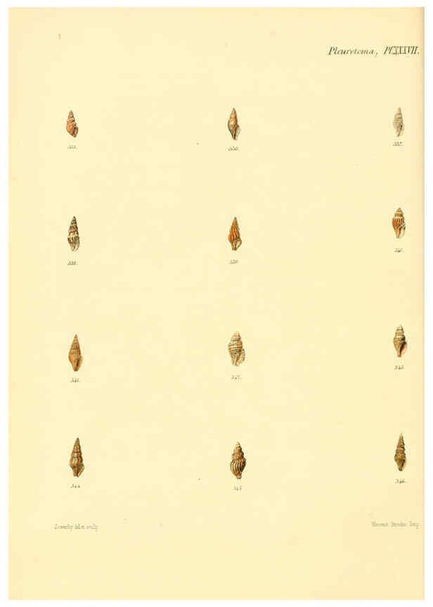 Reproducción/Reproduction 6030101292: Conchologia iconica, or, Illustrations of the shells of molluscous animals. v.1 London :Reeve, Brothers,1843-1878