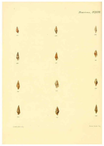 Reproducción/Reproduction 6030101292: Conchologia iconica, or, Illustrations of the shells of molluscous animals. v.1 London :Reeve, Brothers,1843-1878