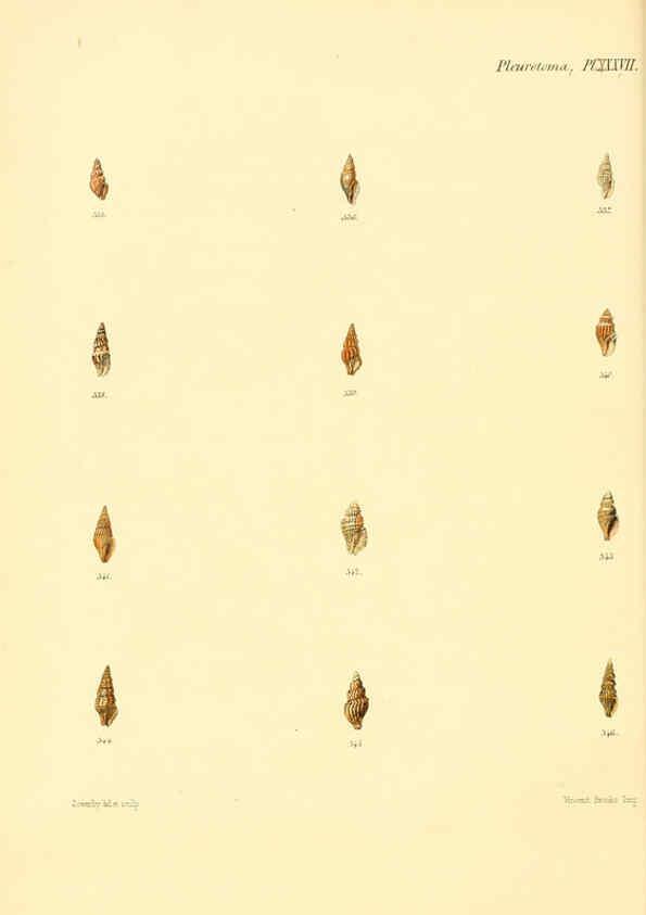 Reproducción/Reproduction 6030101292: Conchologia iconica, or, Illustrations of the shells of molluscous animals. v.1 London :Reeve, Brothers,1843-1878