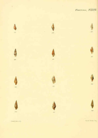 Reproducción/Reproduction 6030101292: Conchologia iconica, or, Illustrations of the shells of molluscous animals. v.1 London :Reeve, Brothers,1843-1878