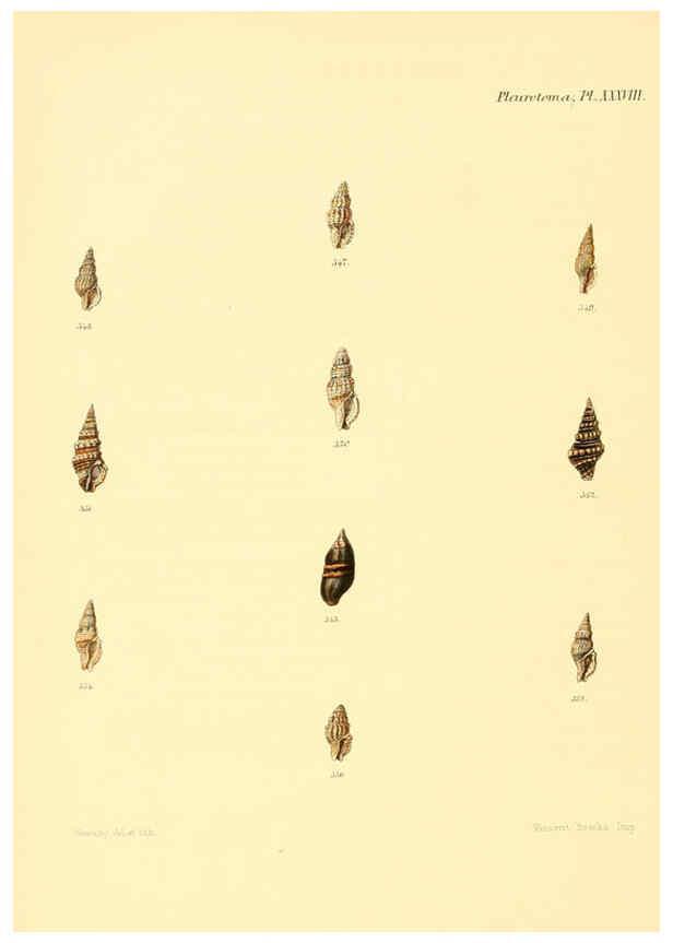 Reproducción/Reproduction 6030101560: Conchologia iconica, or, Illustrations of the shells of molluscous animals. v.1 London :Reeve, Brothers,1843-1878