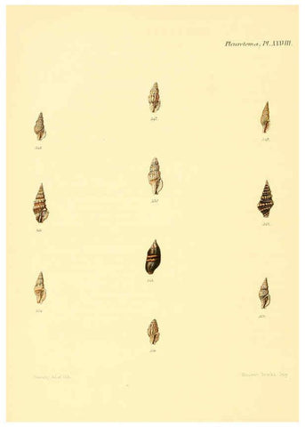 Reproducción/Reproduction 6030101560: Conchologia iconica, or, Illustrations of the shells of molluscous animals. v.1 London :Reeve, Brothers,1843-1878