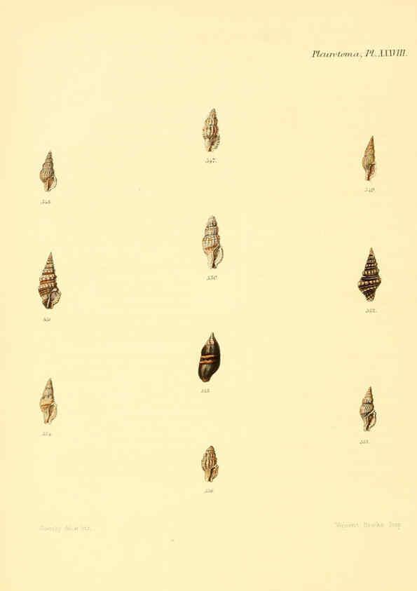 Reproducción/Reproduction 6030101560: Conchologia iconica, or, Illustrations of the shells of molluscous animals. v.1 London :Reeve, Brothers,1843-1878
