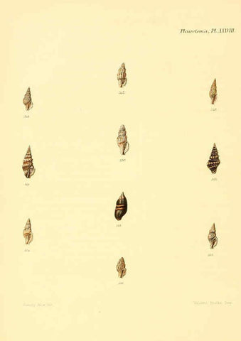 Reproducción/Reproduction 6030101560: Conchologia iconica, or, Illustrations of the shells of molluscous animals. v.1 London :Reeve, Brothers,1843-1878