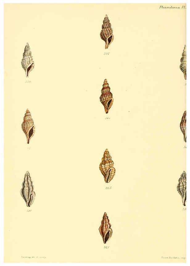 Reproducción/Reproduction 6029547855: Conchologia iconica, or, Illustrations of the shells of molluscous animals. v.1 London :Reeve, Brothers,1843-1878