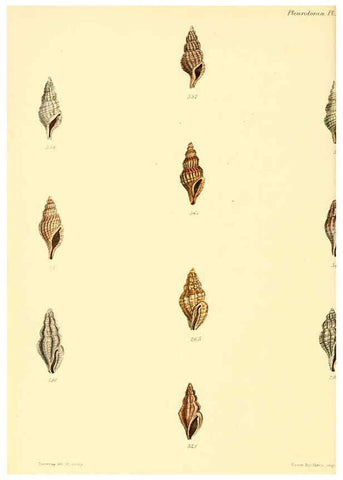 Reproducción/Reproduction 6029547855: Conchologia iconica, or, Illustrations of the shells of molluscous animals. v.1 London :Reeve, Brothers,1843-1878