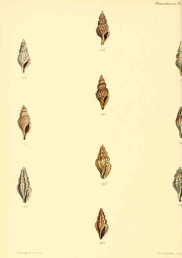 Reproducción/Reproduction 6029547855: Conchologia iconica, or, Illustrations of the shells of molluscous animals. v.1 London :Reeve, Brothers,1843-1878