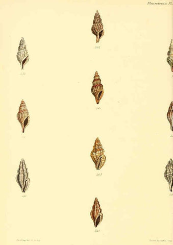 Reproducción/Reproduction 6029547855: Conchologia iconica, or, Illustrations of the shells of molluscous animals. v.1 London :Reeve, Brothers,1843-1878