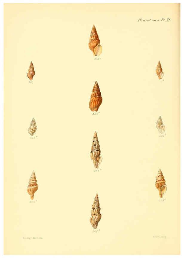Reproducción/Reproduction 6030102206: Conchologia iconica, or, Illustrations of the shells of molluscous animals. v.1 London :Reeve, Brothers,1843-1878