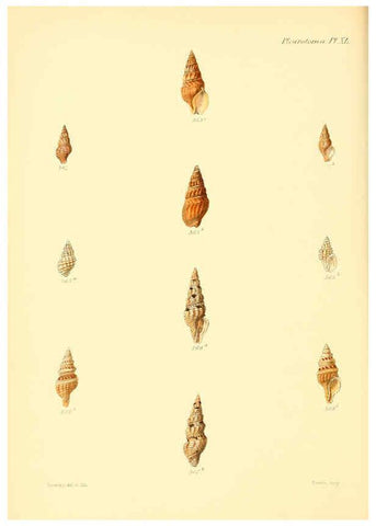 Reproducción/Reproduction 6030102206: Conchologia iconica, or, Illustrations of the shells of molluscous animals. v.1 London :Reeve, Brothers,1843-1878