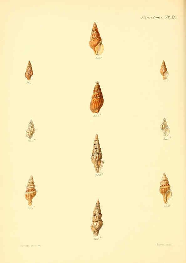 Reproducción/Reproduction 6030102206: Conchologia iconica, or, Illustrations of the shells of molluscous animals. v.1 London :Reeve, Brothers,1843-1878