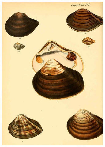 Reproducción/Reproduction 6029548625: Conchologia iconica, or, Illustrations of the shells of molluscous animals. v.1 London :Reeve, Brothers,1843-1878