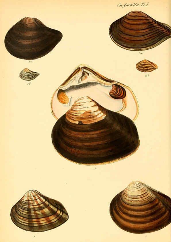 Reproducción/Reproduction 6029548625: Conchologia iconica, or, Illustrations of the shells of molluscous animals. v.1 London :Reeve, Brothers,1843-1878