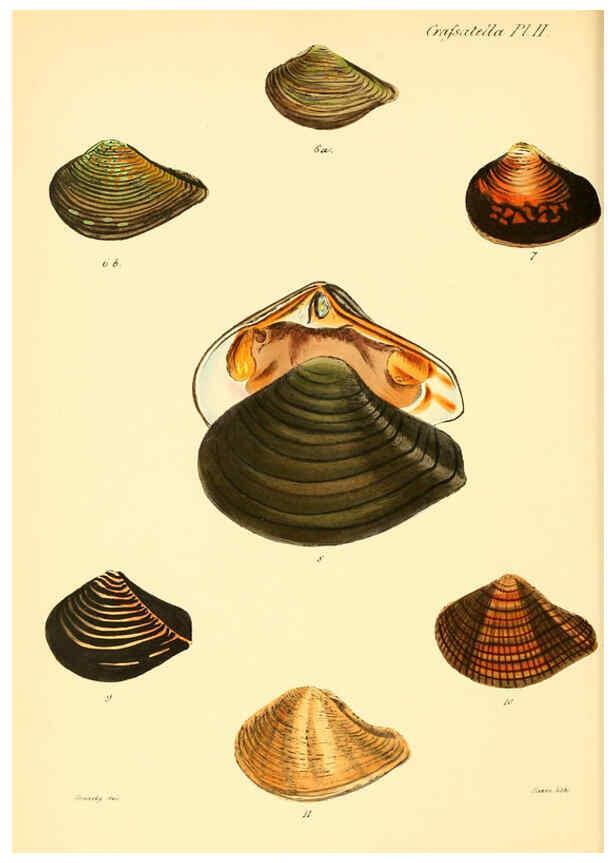 Reproducción/Reproduction 6029549047: Conchologia iconica, or, Illustrations of the shells of molluscous animals. v.1 London :Reeve, Brothers,1843-1878