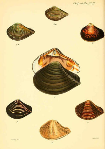 Reproducción/Reproduction 6029549047: Conchologia iconica, or, Illustrations of the shells of molluscous animals. v.1 London :Reeve, Brothers,1843-1878