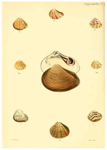 Reproducción/Reproduction 6029549419: Conchologia iconica, or, Illustrations of the shells of molluscous animals. v.1 London :Reeve, Brothers,1843-1878