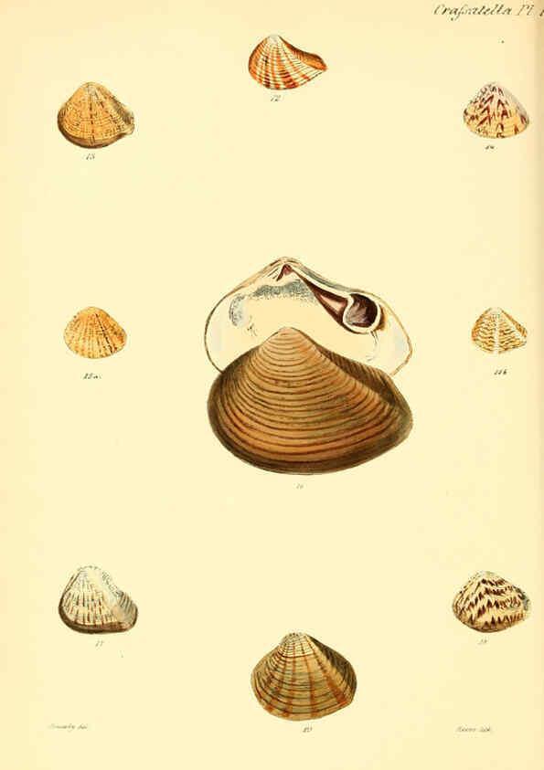 Reproducción/Reproduction 6029549419: Conchologia iconica, or, Illustrations of the shells of molluscous animals. v.1 London :Reeve, Brothers,1843-1878