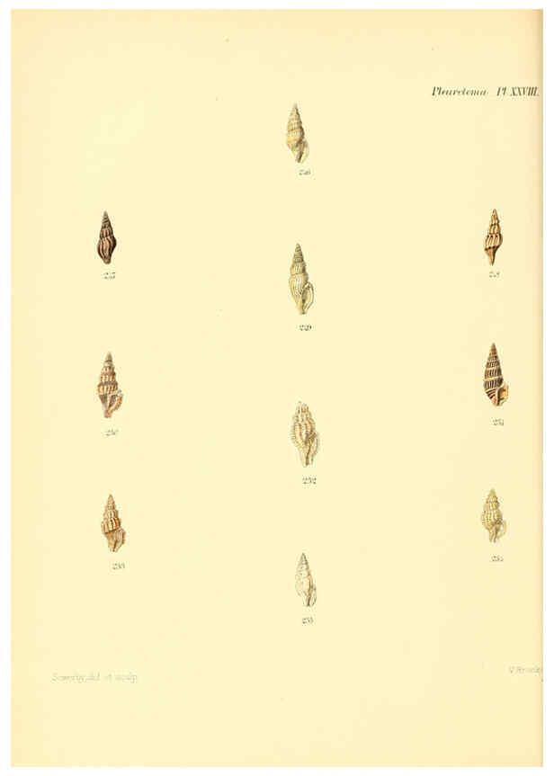 Reproducción/Reproduction 6030098568: Conchologia iconica, or, Illustrations of the shells of molluscous animals. v.1 London :Reeve, Brothers,1843-1878