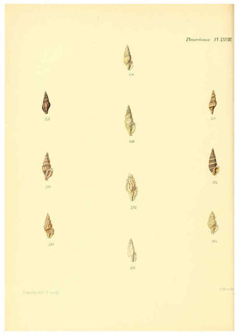 Reproducción/Reproduction 6030098568: Conchologia iconica, or, Illustrations of the shells of molluscous animals. v.1 London :Reeve, Brothers,1843-1878