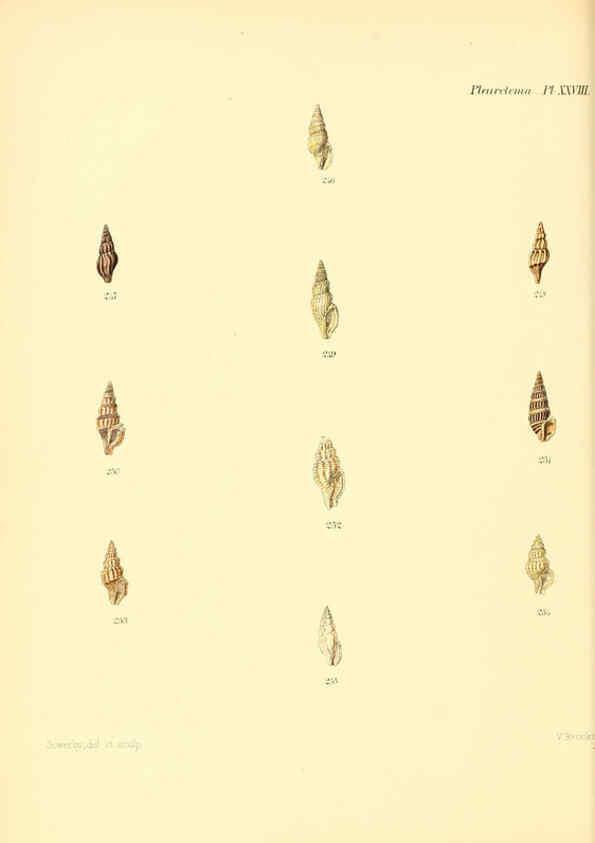 Reproducción/Reproduction 6030098568: Conchologia iconica, or, Illustrations of the shells of molluscous animals. v.1 London :Reeve, Brothers,1843-1878