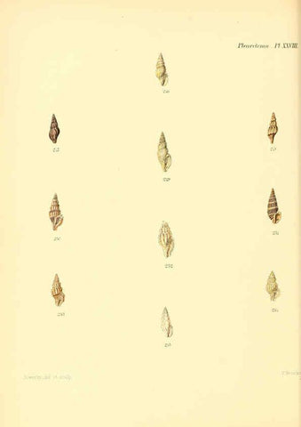 Reproducción/Reproduction 6030098568: Conchologia iconica, or, Illustrations of the shells of molluscous animals. v.1 London :Reeve, Brothers,1843-1878