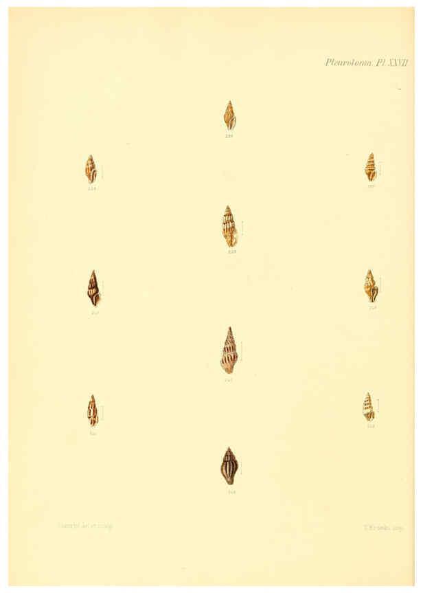 Reproducción/Reproduction 6030098188: Conchologia iconica, or, Illustrations of the shells of molluscous animals. v.1 London :Reeve, Brothers,1843-1878