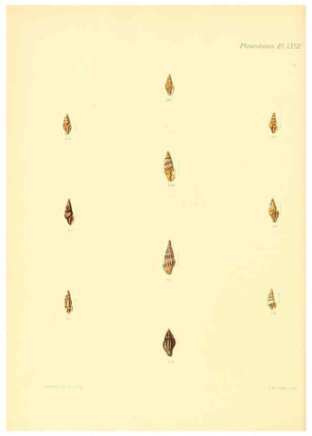 Reproducción/Reproduction 6030098188: Conchologia iconica, or, Illustrations of the shells of molluscous animals. v.1 London :Reeve, Brothers,1843-1878