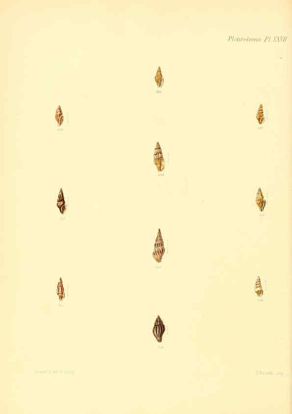 Reproducción/Reproduction 6030098188: Conchologia iconica, or, Illustrations of the shells of molluscous animals. v.1 London :Reeve, Brothers,1843-1878