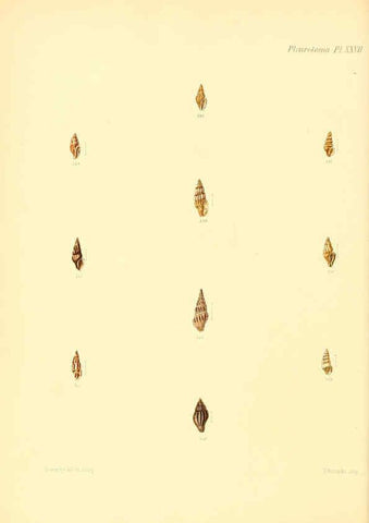 Reproducción/Reproduction 6030098188: Conchologia iconica, or, Illustrations of the shells of molluscous animals. v.1 London :Reeve, Brothers,1843-1878
