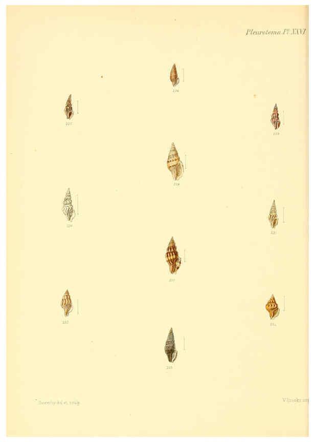 Reproducción/Reproduction 6030097880: Conchologia iconica, or, Illustrations of the shells of molluscous animals. v.1 London :Reeve, Brothers,1843-1878