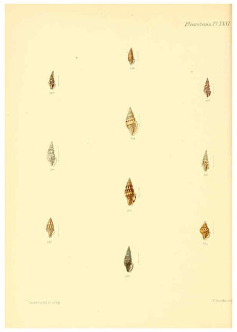 Reproducción/Reproduction 6030097880: Conchologia iconica, or, Illustrations of the shells of molluscous animals. v.1 London :Reeve, Brothers,1843-1878