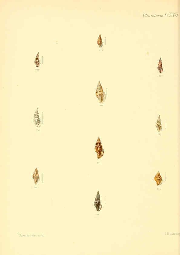 Reproducción/Reproduction 6030097880: Conchologia iconica, or, Illustrations of the shells of molluscous animals. v.1 London :Reeve, Brothers,1843-1878