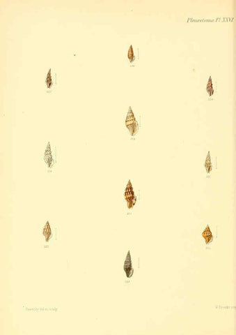 Reproducción/Reproduction 6030097880: Conchologia iconica, or, Illustrations of the shells of molluscous animals. v.1 London :Reeve, Brothers,1843-1878