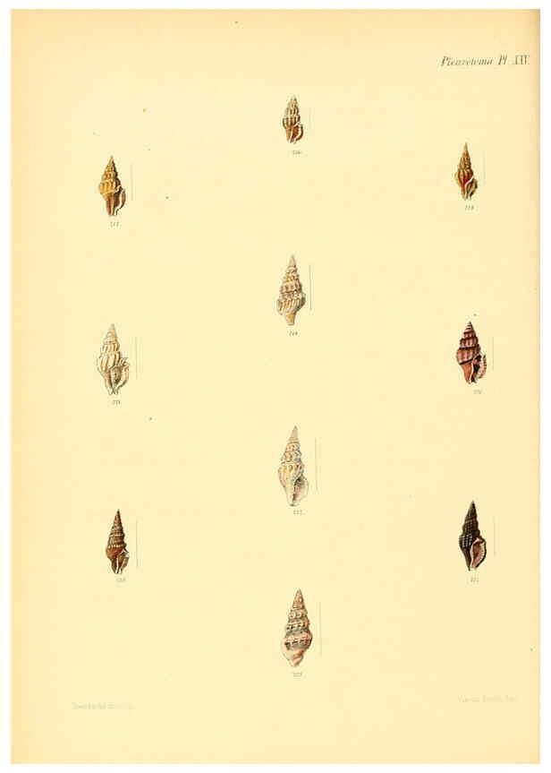 Reproducción/Reproduction 6029543615: Conchologia iconica, or, Illustrations of the shells of molluscous animals. v.1 London :Reeve, Brothers,1843-1878