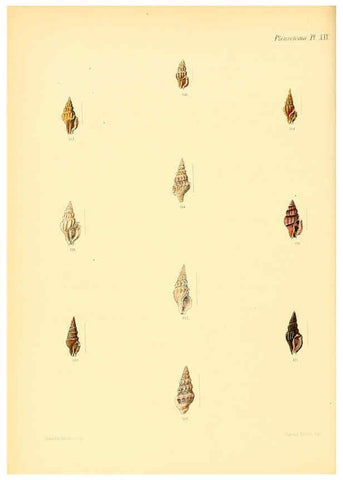 Reproducción/Reproduction 6029543615: Conchologia iconica, or, Illustrations of the shells of molluscous animals. v.1 London :Reeve, Brothers,1843-1878