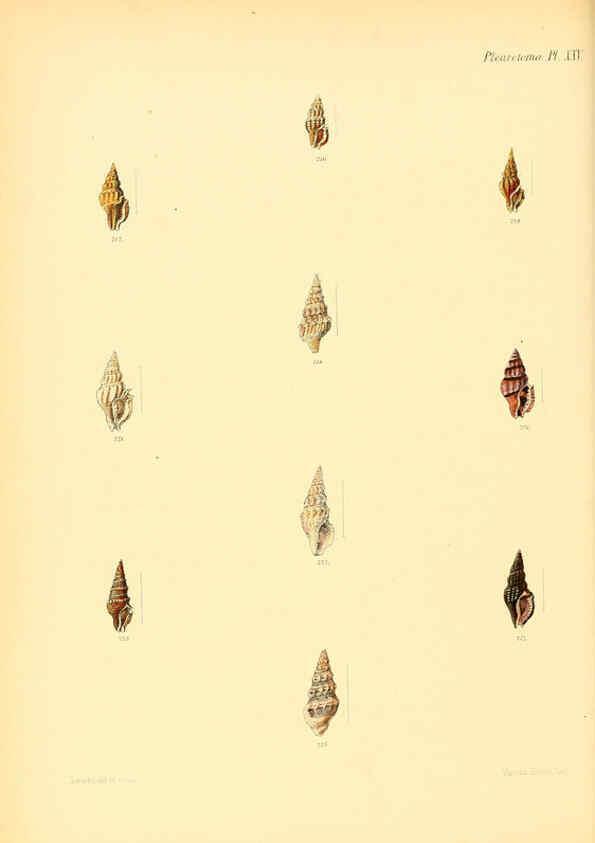 Reproducción/Reproduction 6029543615: Conchologia iconica, or, Illustrations of the shells of molluscous animals. v.1 London :Reeve, Brothers,1843-1878