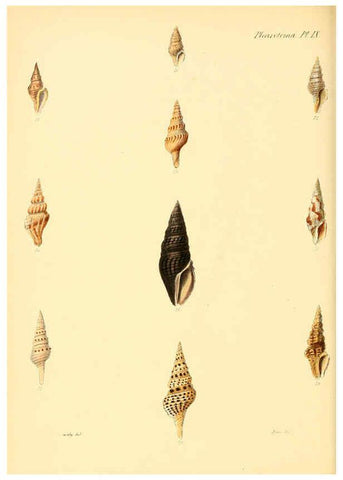 Reproducción/Reproduction 6029538533: Conchologia iconica, or, Illustrations of the shells of molluscous animals. v.1 London :Reeve, Brothers,1843-1878