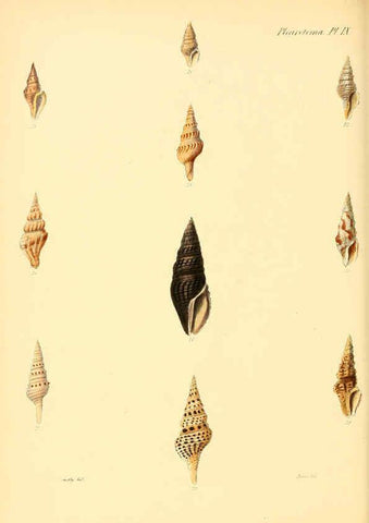 Reproducción/Reproduction 6029538533: Conchologia iconica, or, Illustrations of the shells of molluscous animals. v.1 London :Reeve, Brothers,1843-1878