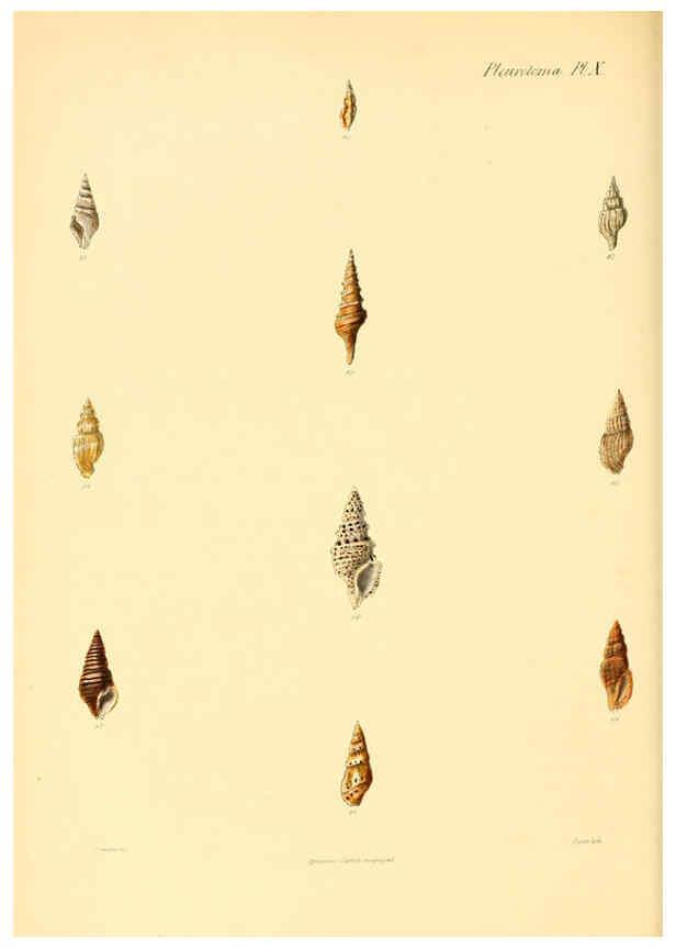 Reproducción/Reproduction 6029538925: Conchologia iconica, or, Illustrations of the shells of molluscous animals. v.1 London :Reeve, Brothers,1843-1878